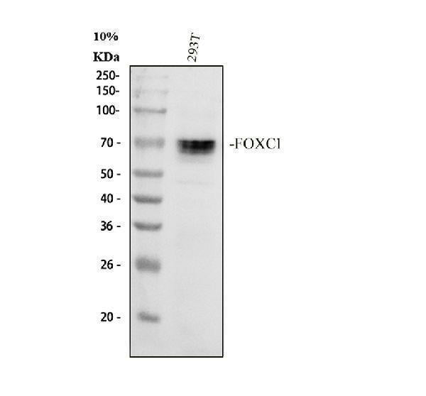 Anti-FOXC1 Antibody Picoband® Boster Bio
