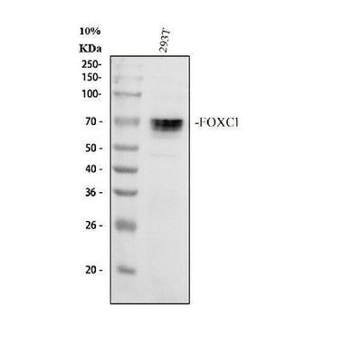 Anti-FOXC1 Antibody Picoband® Boster Bio