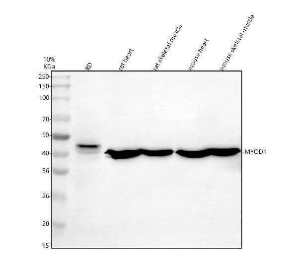 Anti-MYOD1 Antibody Picoband® Boster Bio