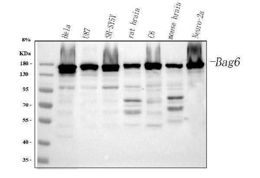 Anti-BAT3/BAG6 Antibody Picoband® Boster Bio