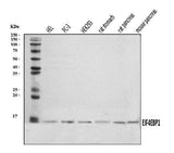Anti-EIF4EBP1 Antibody Picoband® Boster Bio