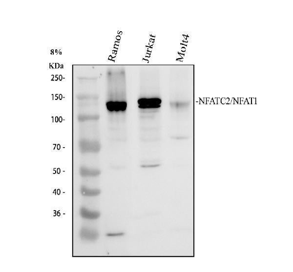 Anti-NFAT1/NFATC2 Antibody Picoband® Boster Bio