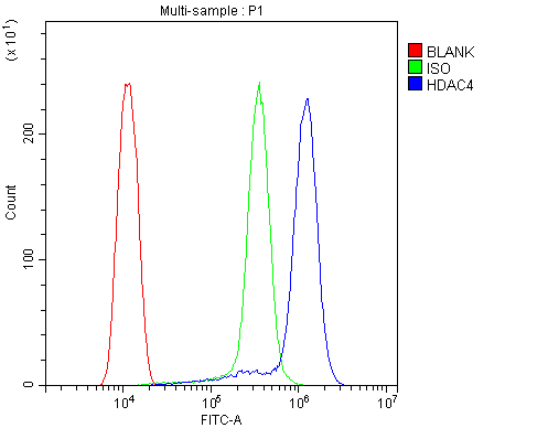 Anti-HDAC4 Antibody Picoband® Boster Bio