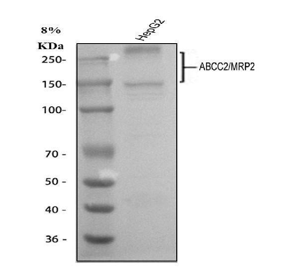 Anti-MRP2/ABCC2 Antibody Picoband® Boster Bio