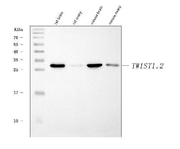 Anti-TWIST1/2 Antibody Picoband® Boster Bio