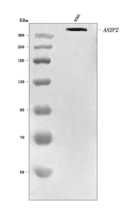 Anti-RANBP2 Antibody Picoband® Boster Bio