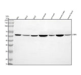 Anti-CRBN Antibody Picoband® Boster Bio