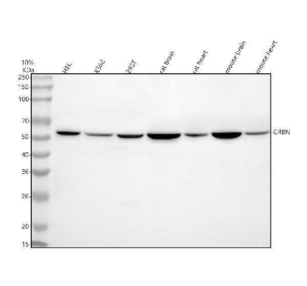Anti-CRBN Antibody Picoband® Boster Bio