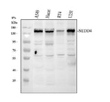 Anti-NEDD4 Antibody Picoband® Boster Bio