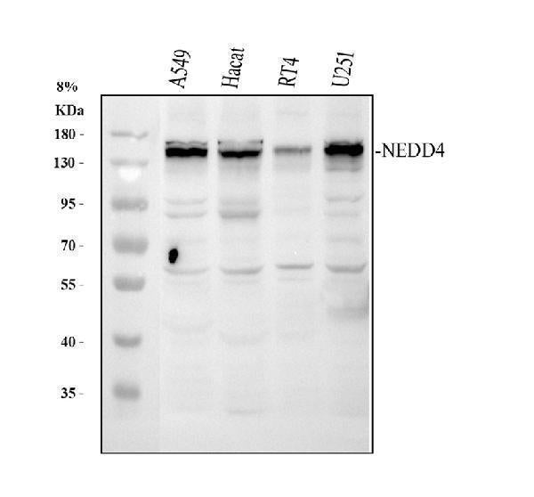 Anti-NEDD4 Antibody Picoband® Boster Bio