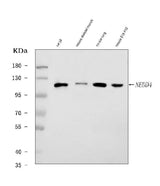 Anti-Nedd4 Antibody Picoband® Boster Bio