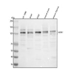 Anti-AXIN1 Antibody Picoband® Boster Bio