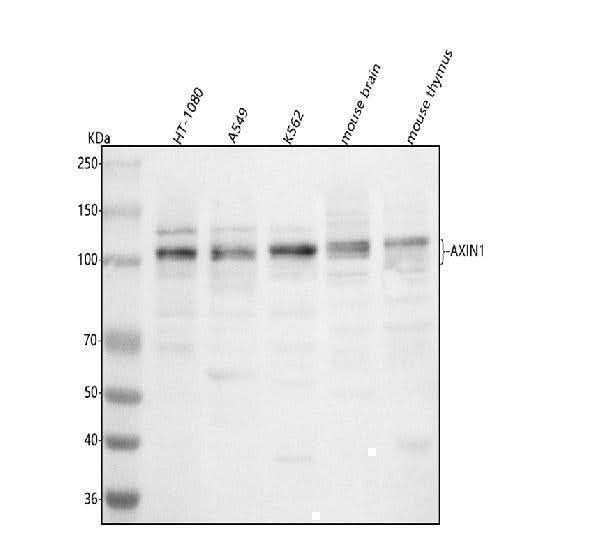 Anti-AXIN1 Antibody Picoband® Boster Bio