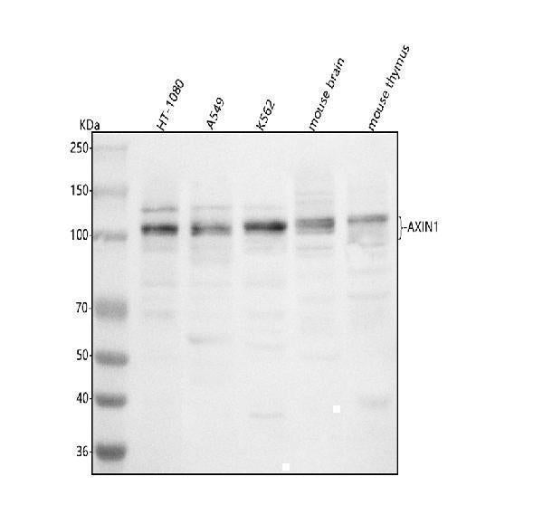 Anti-AXIN1 Antibody Picoband® Boster Bio