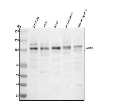 Anti-AXIN1 Antibody Picoband® Boster Bio