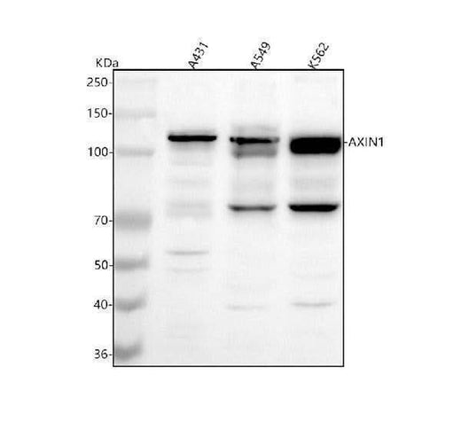 Anti-AXIN1 Antibody Picoband® Boster Bio