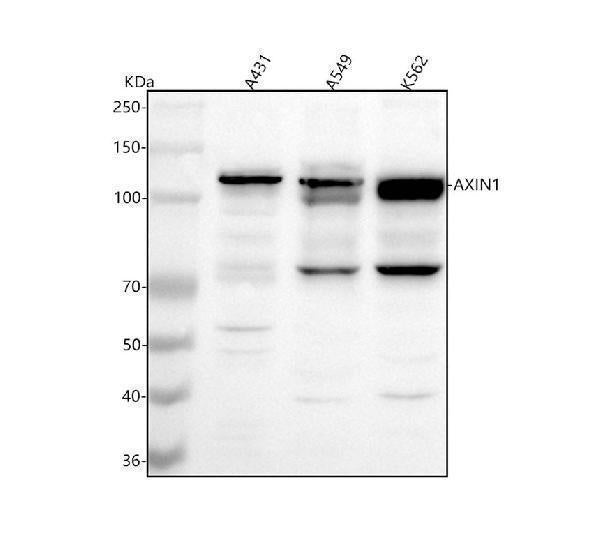 Anti-AXIN1 Antibody Picoband® Boster Bio