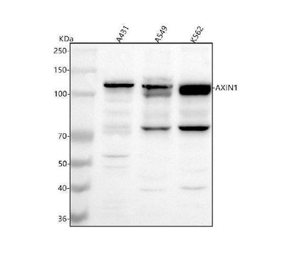 Anti-AXIN1 Antibody Picoband® Boster Bio