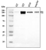 Anti-FXI/F11 Antibody Picoband® Boster Bio