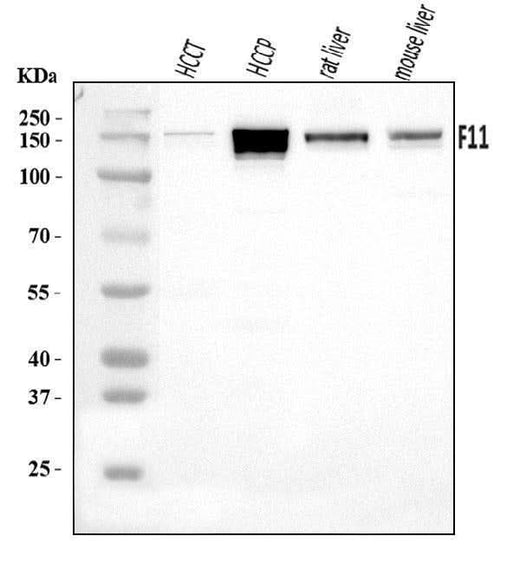 Anti-FXI/F11 Antibody Picoband® Boster Bio
