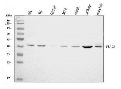 Anti-uPA Receptor/U-PAR/PLAUR Antibody Picoband® Boster Bio