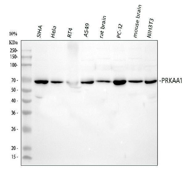 Anti-AMPK alpha 1/PRKAA1 Antibody Picoband® Boster Bio