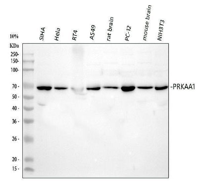 Anti-AMPK alpha 1/PRKAA1 Antibody Picoband® Boster Bio