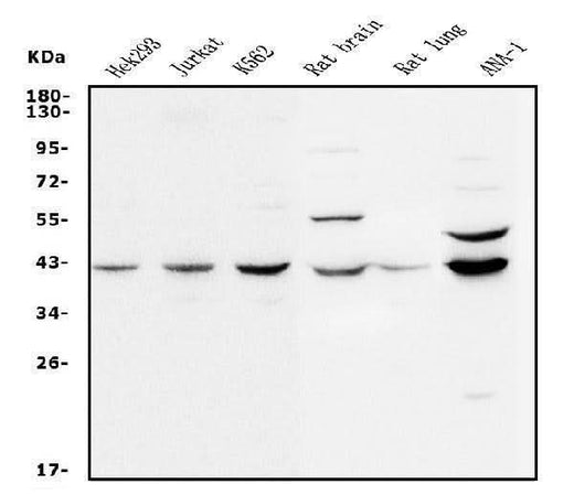 Anti-MEK2/MAP2K2 Antibody Picoband® Boster Bio
