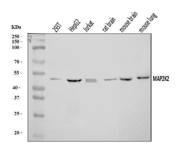Anti-MEK2/MAP2K2 Antibody Picoband® Boster Bio