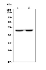 Anti-DRD4 Antibody Picoband® Boster Bio