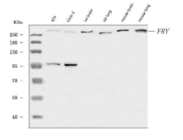 Anti-FRY Antibody Picoband® Boster Bio