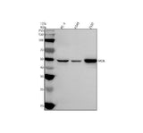 Anti-MOK Antibody Picoband® Boster Bio