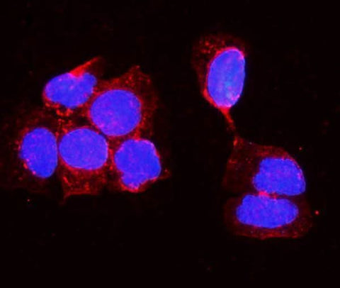 Anti-Alkaline phosphatase/ALPL Antibody Picoband® Boster Bio