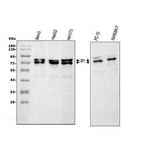Anti-splicing factor 1/SF1 Antibody Picoband® Boster Bio