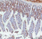 Anti-BCMA/Tnfrsf17 Antibody Boster Bio