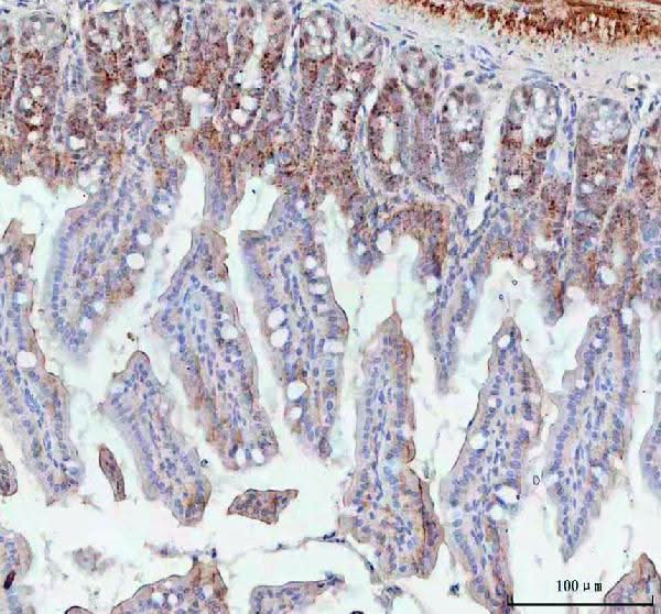 Anti-BCMA/Tnfrsf17 Antibody Boster Bio