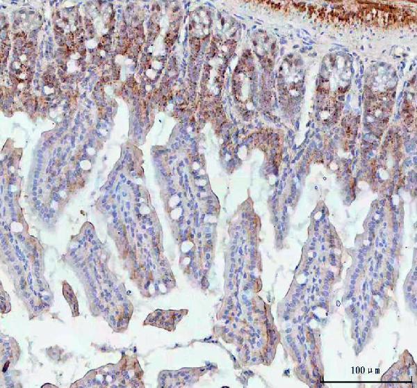 Anti-BCMA/Tnfrsf17 Antibody Boster Bio