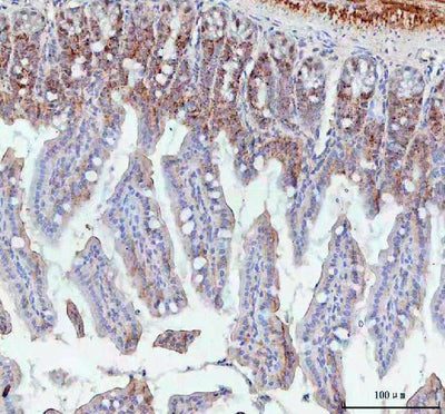Anti-BCMA/Tnfrsf17 Antibody Boster Bio