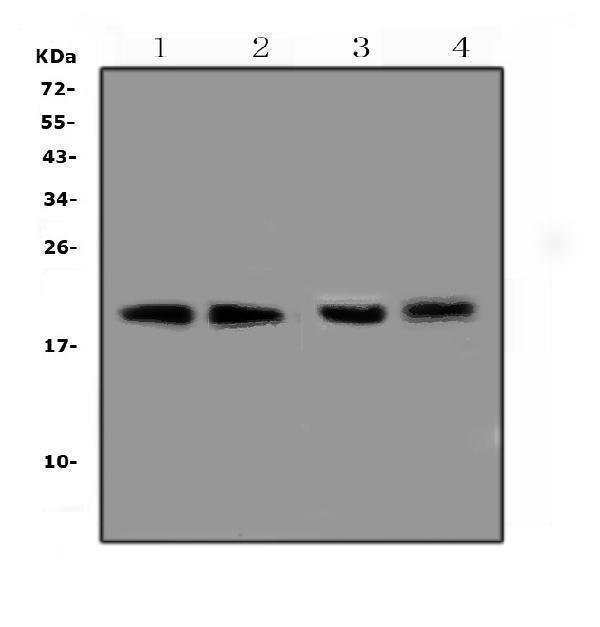 Anti-BCMA/Tnfrsf17 Antibody Picoband® Boster Bio