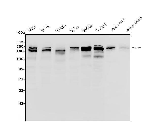 Anti-Integrin beta 4/ITGB4 Antibody Picoband® Boster Bio