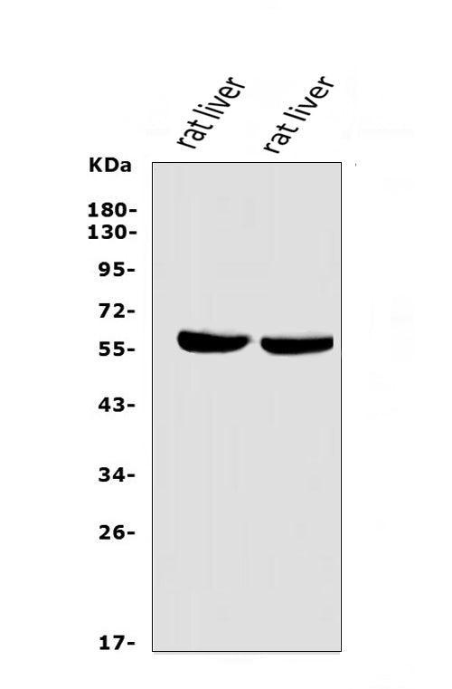 Anti-LIPC Antibody Picoband® Boster Bio