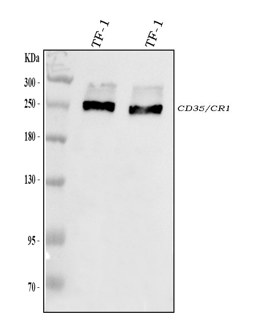 Anti-CD35/CR1 Antibody Picoband® Boster Bio