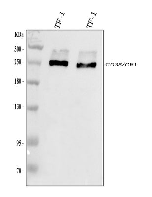 Anti-CD35/CR1 Antibody Picoband® Boster Bio