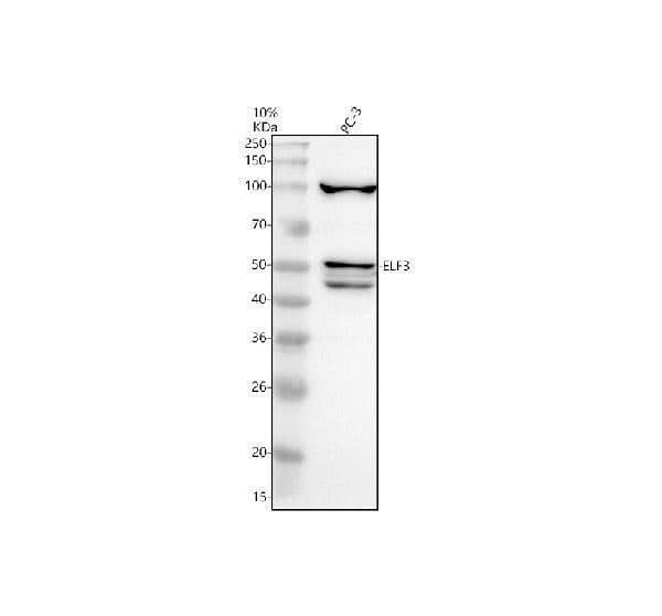 Anti-ELF3 Antibody Picoband® Boster Bio