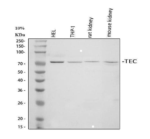 Anti-Tec Antibody Picoband® Boster Bio