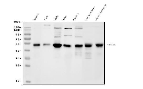 Anti-FOXA2 Antibody Picoband® Boster Bio