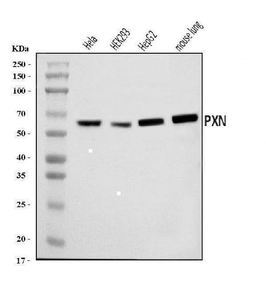 Anti-Paxillin/PXN Antibody Picoband® Boster Bio
