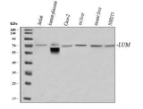 Anti-Lumican/LUM Antibody Picoband® Boster Bio