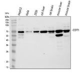 Anti-CDT1/DUP Antibody Picoband® Boster Bio