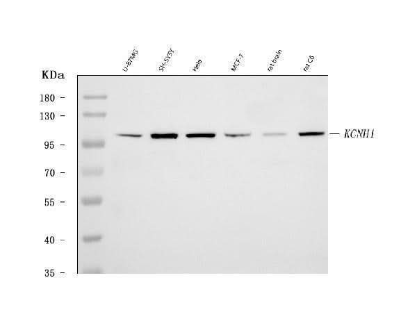 Anti-KCNH1 Antibody Picoband® Boster Bio